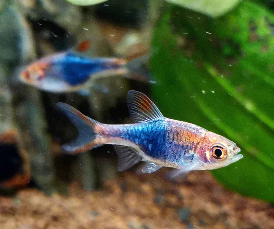 Harlequin Purple Rasbora - Trigonostigma heteromorpha