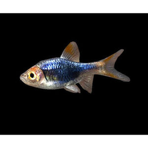 Harlequin Purple Rasbora - Trigonostigma heteromorpha Micro Aquatic Shop