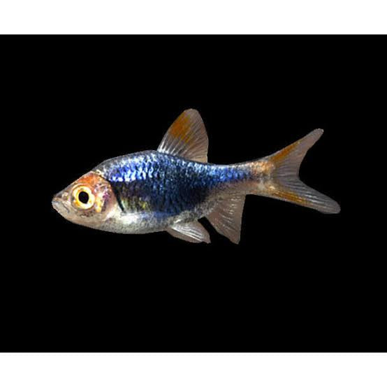 Rasbora - Harlequin Purple (Trigonostigma Heteromorpha) Micro Aquatic Shop