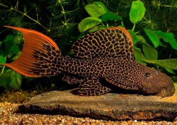 Pleco – L600 Leopard Cactus Pleco Catfish (Hypancistrus sp) 6cm