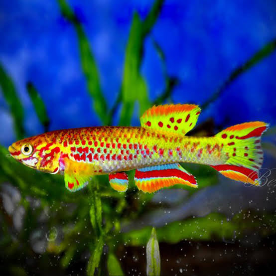 Rare Killifish - APHYOSEMION GARDNERI GOLD 4 cm