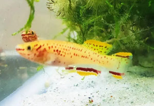 Rare Killifish - APHYOSEMION GARDNERI GOLD 4 cm Micro Aquatic Shop