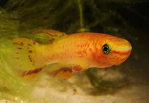 Rare Killifish - APHYOSEMION GARDNERI GOLD 4 cm Micro Aquatic Shop