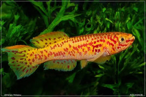 Rare Killifish - APHYOSEMION GARDNERI GOLD 4 cm Micro Aquatic Shop