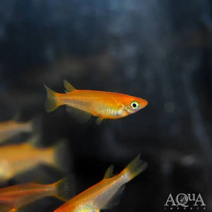 Japanese rice fish - Gold Medaka 2cm Micro Aquatic Shop