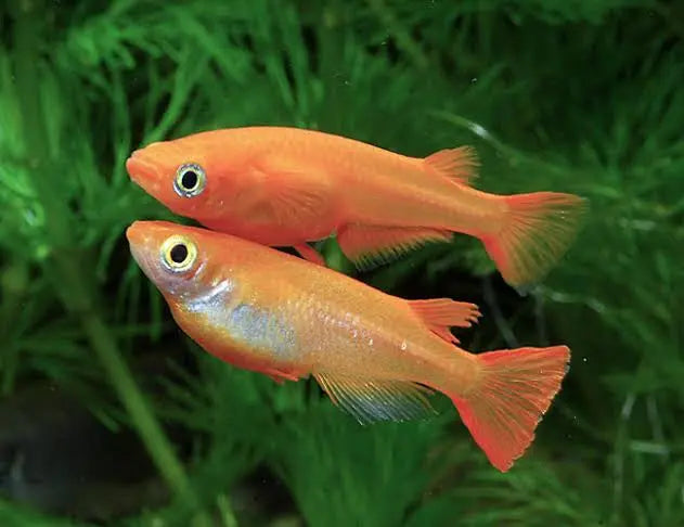 Japanese rice fish - Gold Medaka 2cm Micro Aquatic Shop