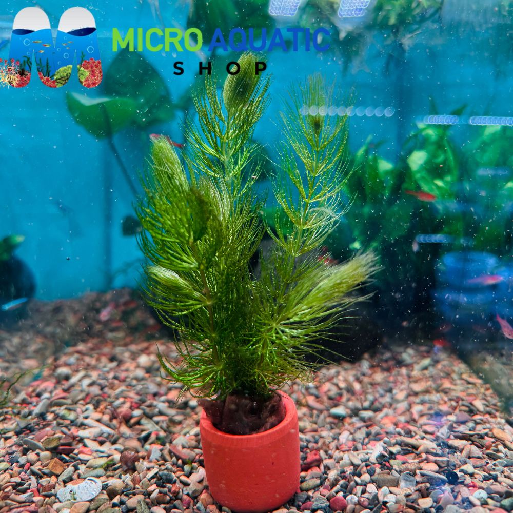Easy Plant - Foxtail in Terracotta Pot 3cm