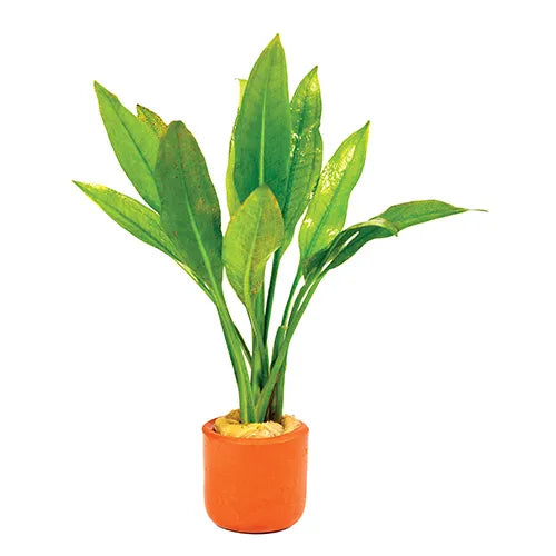 Easy Plant - Amazon Sword in Terracotta Pot 3cm