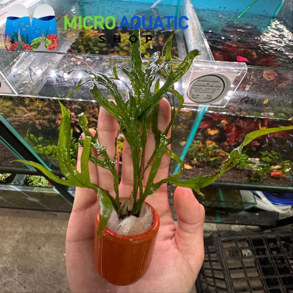 Easy Plant - Trident Fern in Terracotta Pot 3cm