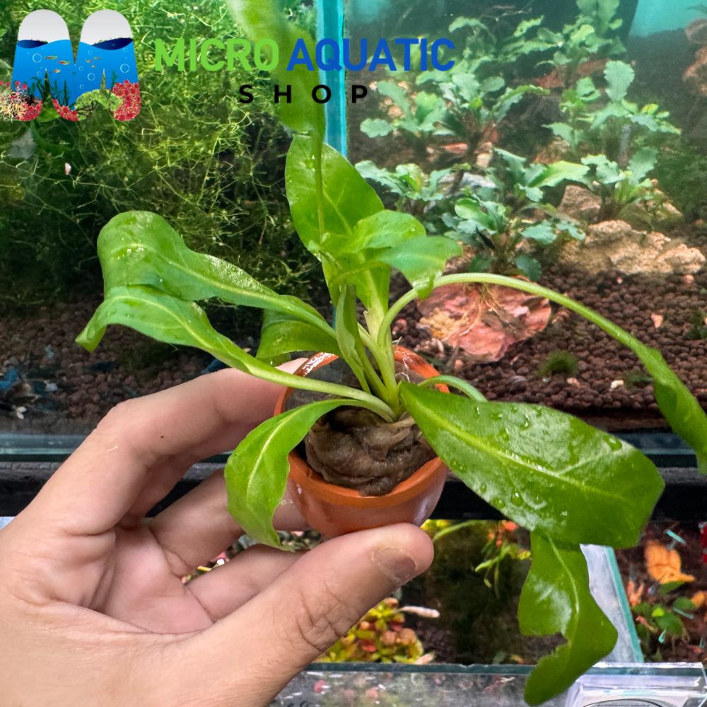 Easy Plant - Samolus Green in Terracotta Pot 3cm