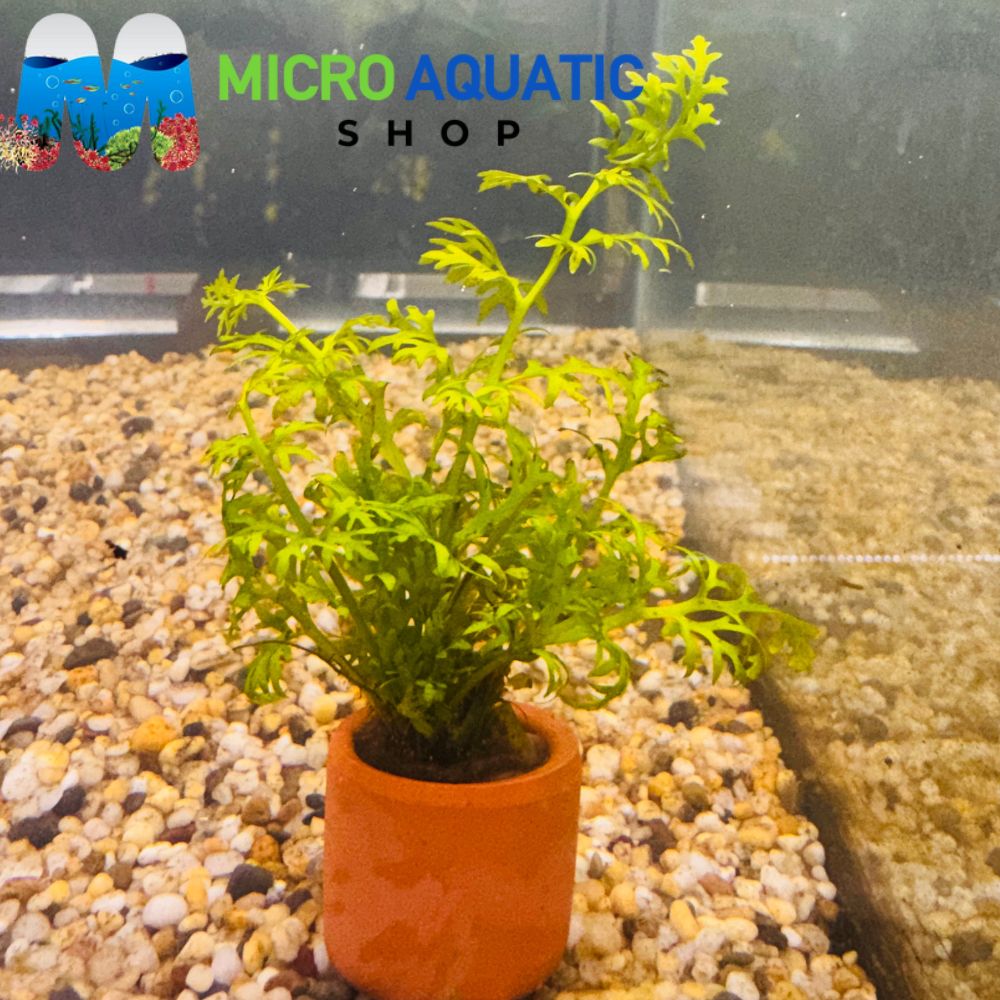Easy Plant - Water Sprite in Terracotta Pot 3cm
