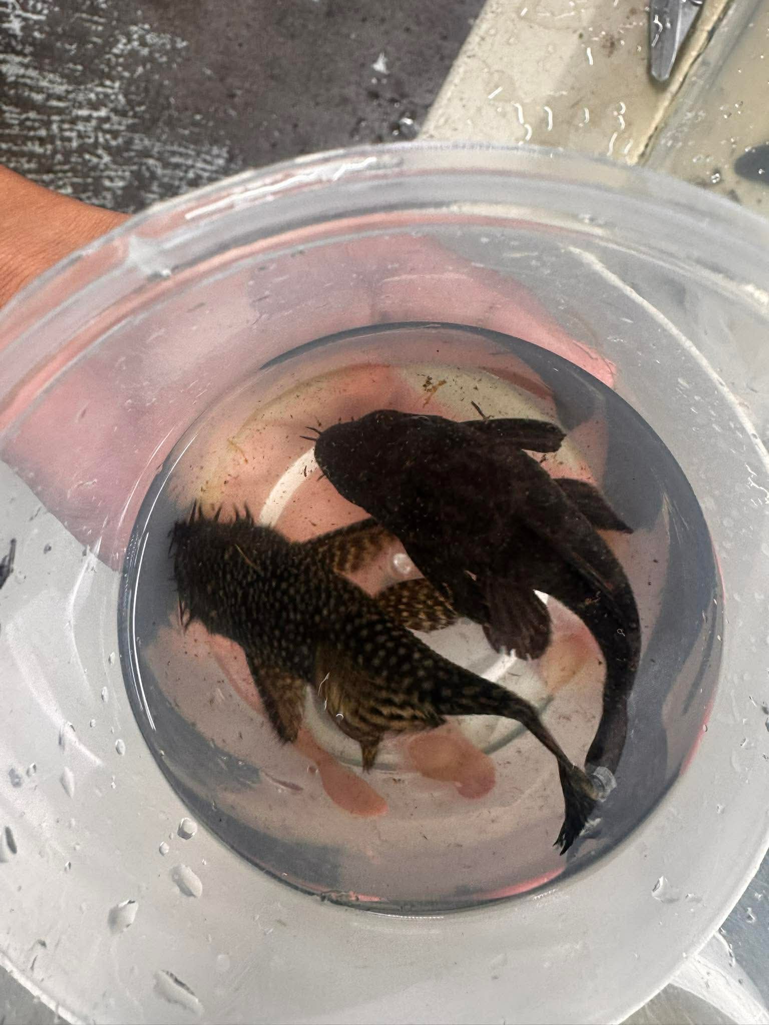 Algae Eater - Common Bristlenose Pleco Pair Micro Aquatic Shop