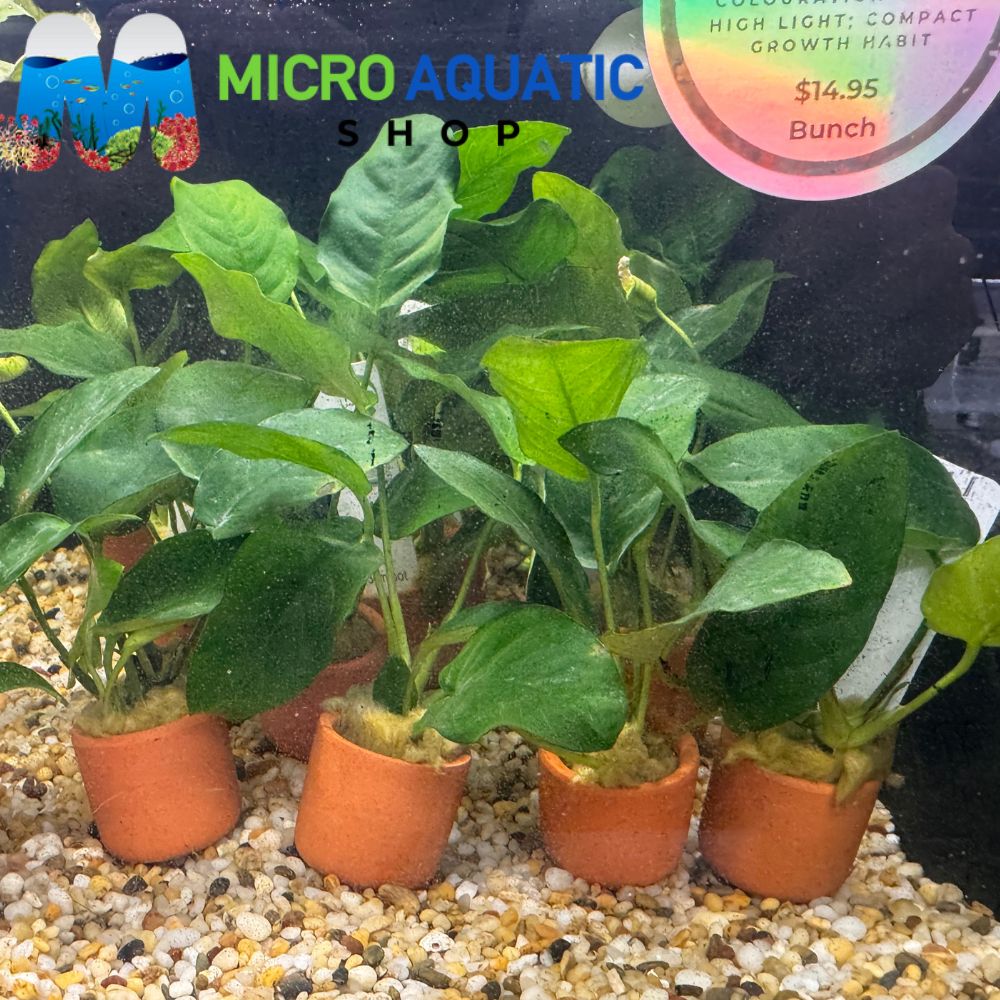 Easy Plant - Anubias Nana in Terracotta Pot 3cm
