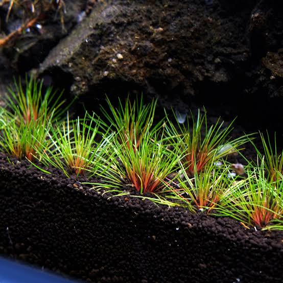 Nano Plant - Eriocaulon 'Blood Vomit' Micro Aquatic Shop