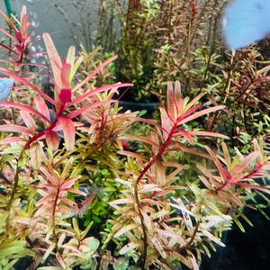 Rotala sp 'Colorata' Micro Aquatic Shop