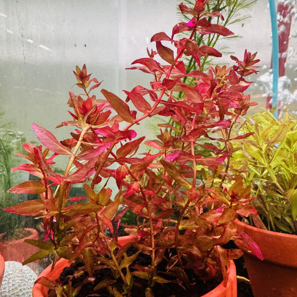 Rotala macranda "Type 4" Micro Aquatic Shop
