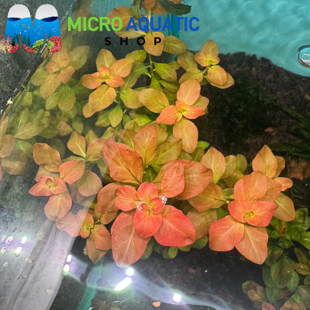 Ludwigia Ovalis - Oval Ludwigia