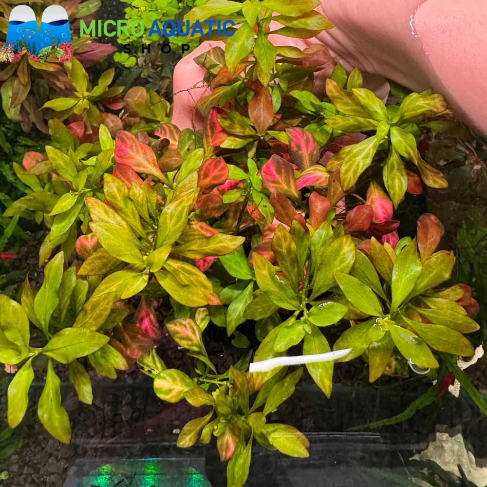 Ludwigia - Atlantic 'Dark Orange'