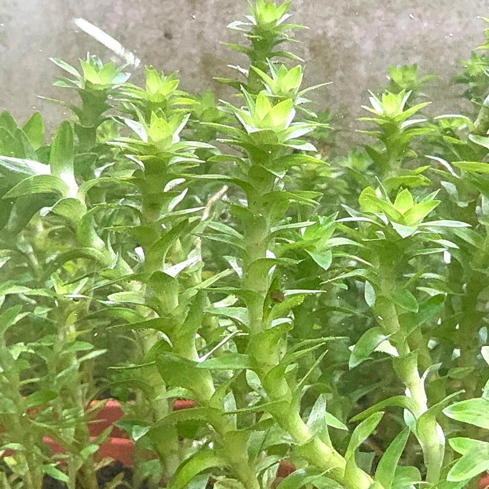 Tonina fluviatilis Micro Aquatic Shop