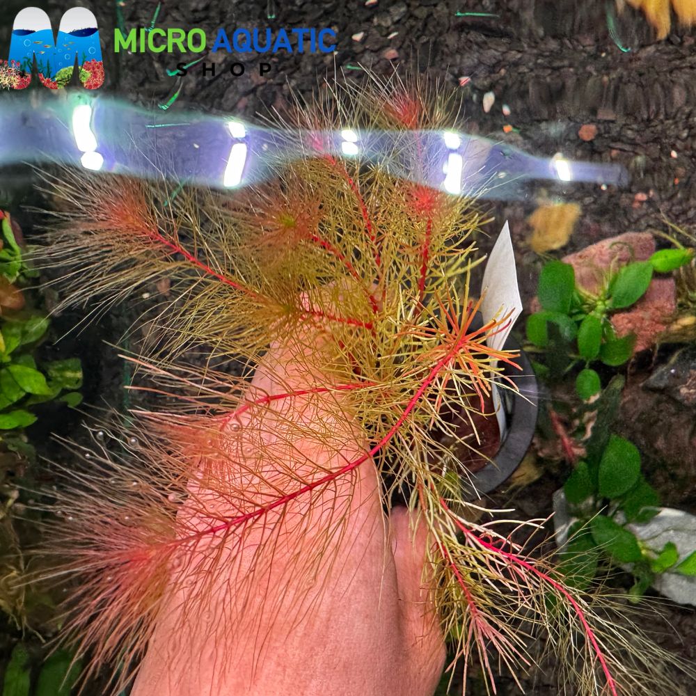 Myriophyllum papillosum Red Milfoil