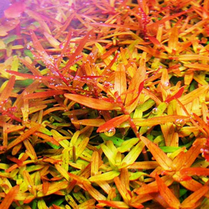 Rotala rotundifolia ‘orange juice’ Aquadepot