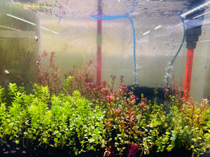 Rotala Plant Collection Bundle Micro Aquatic Shop