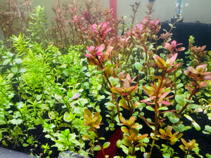 Rotala Plant Collection Bundle Micro Aquatic Shop