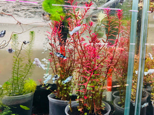 Rotala Plant Collection Bundle Micro Aquatic Shop