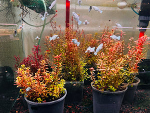 Rotala Plant Collection Bundle Micro Aquatic Shop