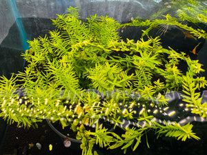 Rotala Plant Collection Bundle Micro Aquatic Shop