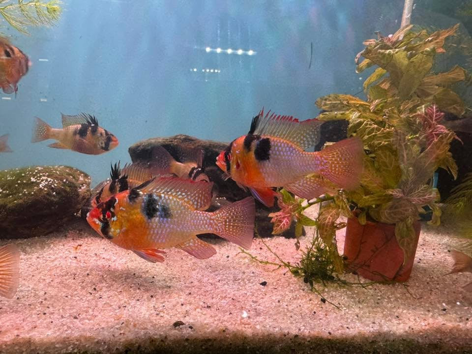 Dwarf Cichlid - German Blue Ram 6cm Micro Aquatic Shop