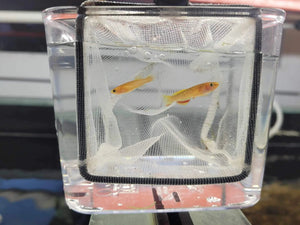 Rare Killifish - APHYOSEMION GARDNERI GOLD 4 cm Micro Aquatic Shop