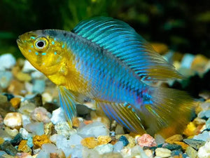 Apistogramma Yellow Blue Borelli Micro Aquatic Shop