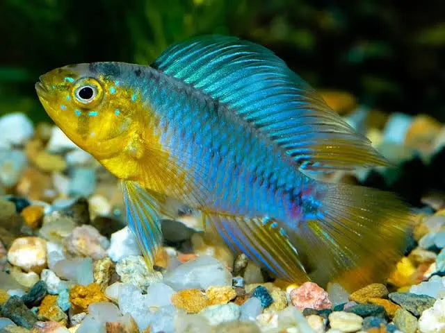Apistogramma Yellow Blue Borelli Micro Aquatic Shop