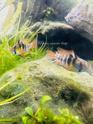 Dwarf Cichlid - German Blue Ram (Mikrogeophagus Ramirezi) 5cm Micro Aquatic Shop