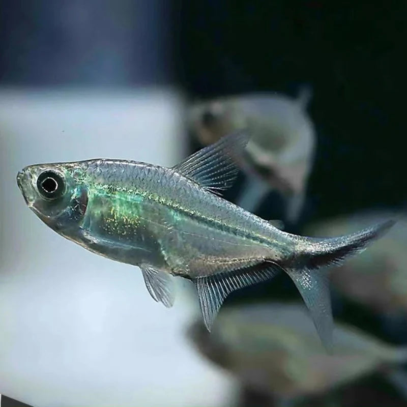 Tetra - Costae 3-4cm - Best schooling fish Micro Aquatic Shop