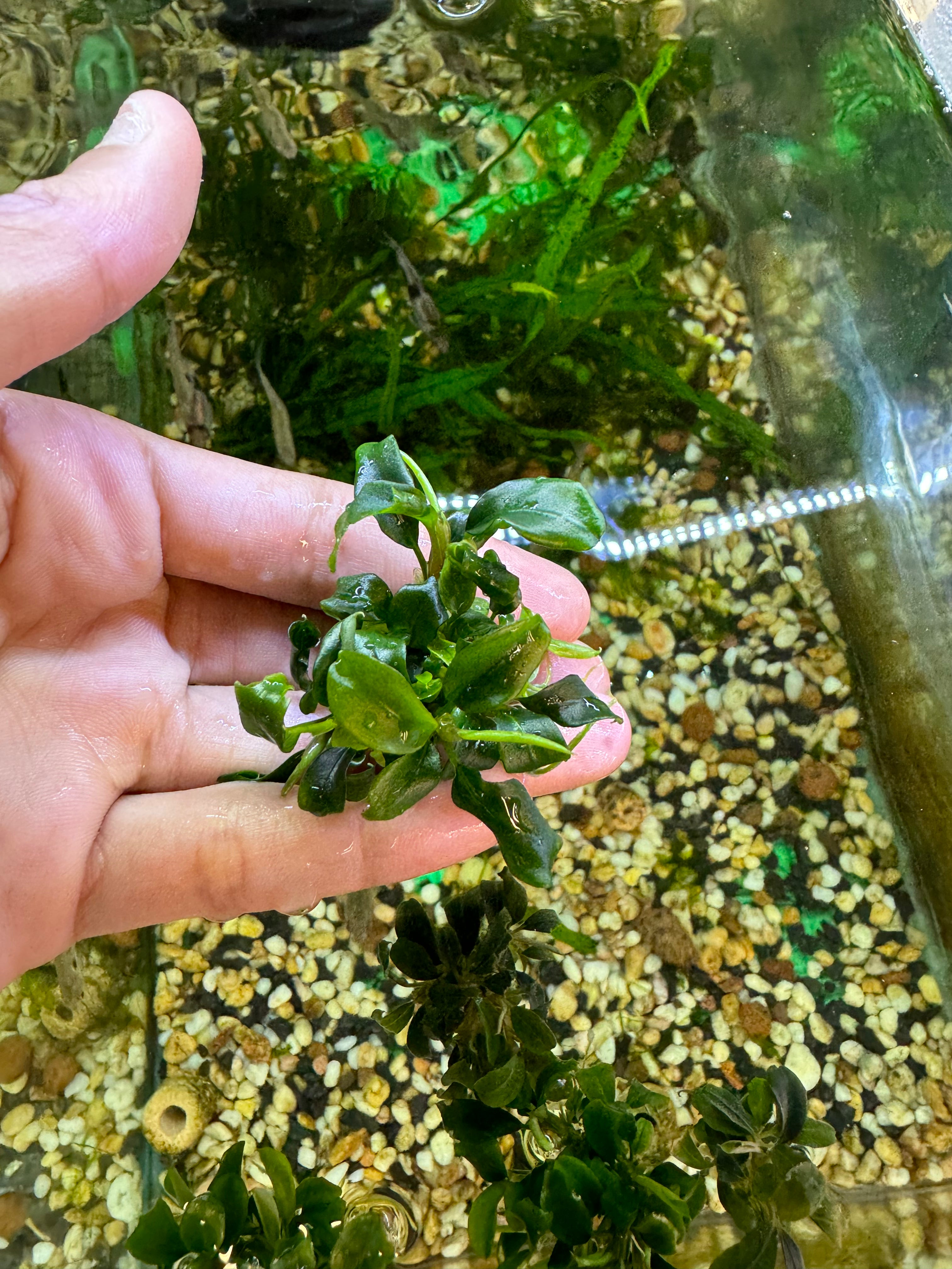 Bucephalandra Wavy Green