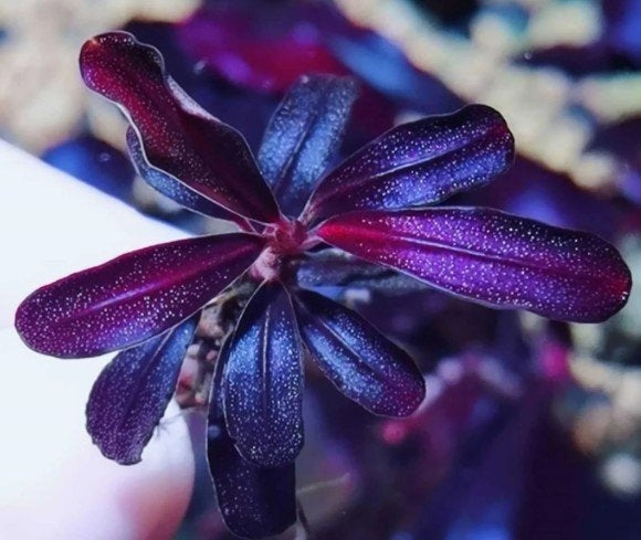 Bucephalandra - Brownie Purple