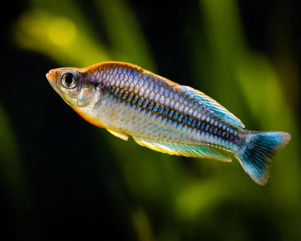 Rare - Pygmae Rainbowfish (Melanotaenia pygmaea ) 2cm