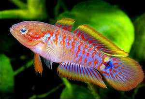 Peacock Gudgeon 3cm Micro Aquatic Shop