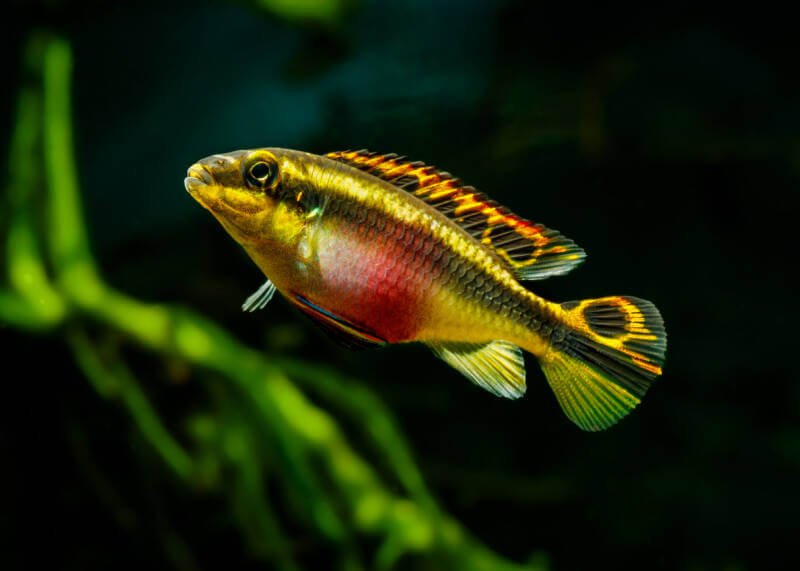 KRIBENSIS 3cm