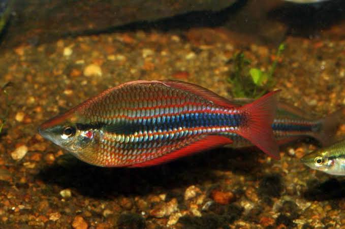 GOYDER RIVER BANDED RAINBOW 6cm