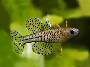 Spotted Blue Eye - Pseudomugil Gertrudae- Rare 2cm Micro Aquatic Shop