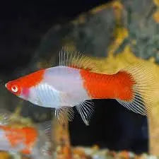 Swordtail - Koi (Xiphophorous hellerii) Micro Aquatic Shop