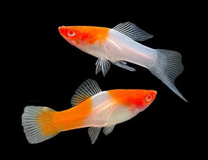 Swordtail - Koi (Xiphophorous hellerii) Micro Aquatic Shop
