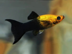 Mollies – Gold Dust 4cm Show Micro Aquatic Shop