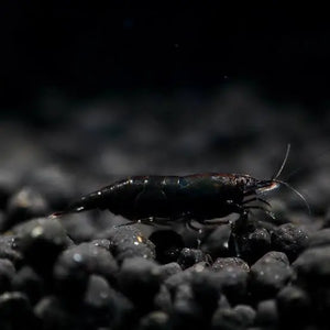 Black Cherry Shrimp Micro Aquatic Shop