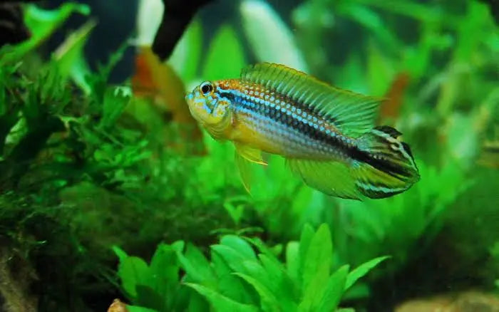 Dwarf Cichlid - Rio Tefe Blue Apistogramma Agassizii Pair Micro Aquatic Shop