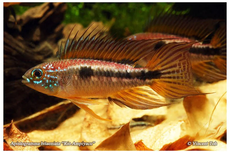 APISTOGRAMMA BITAENIATA RED BACK Pair