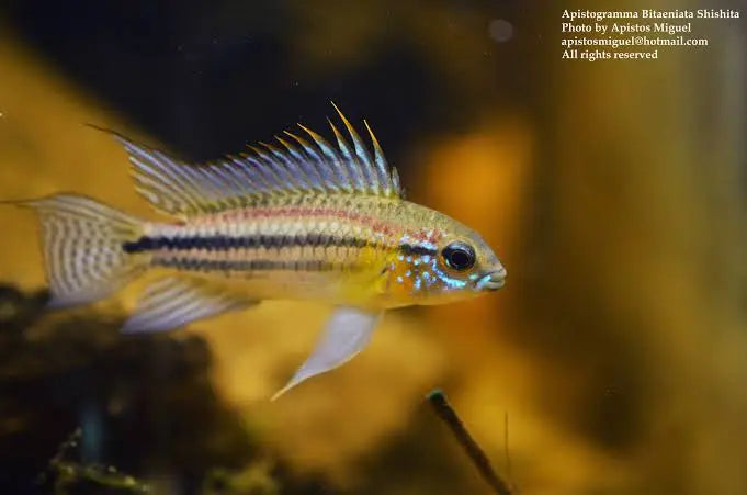 APISTOGRAMMA BITAENIATA SHISHITA Pair Micro Aquatic Shop
